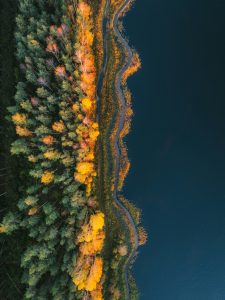 A winding road with trees