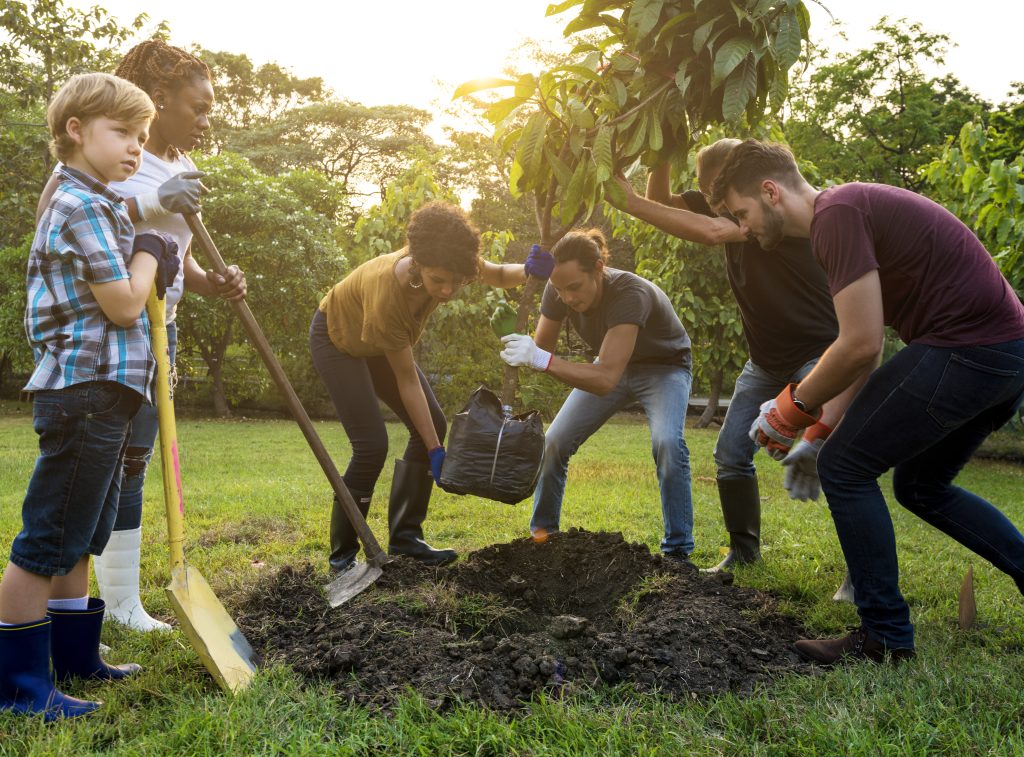 A group of volunteers work together to plant a tree outdoors